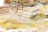 Polished Strelley Pool Stromatolite Slab - Billion Years Old #234839-1